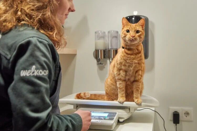 Gewichtsconsult voor je kat - € 12.95